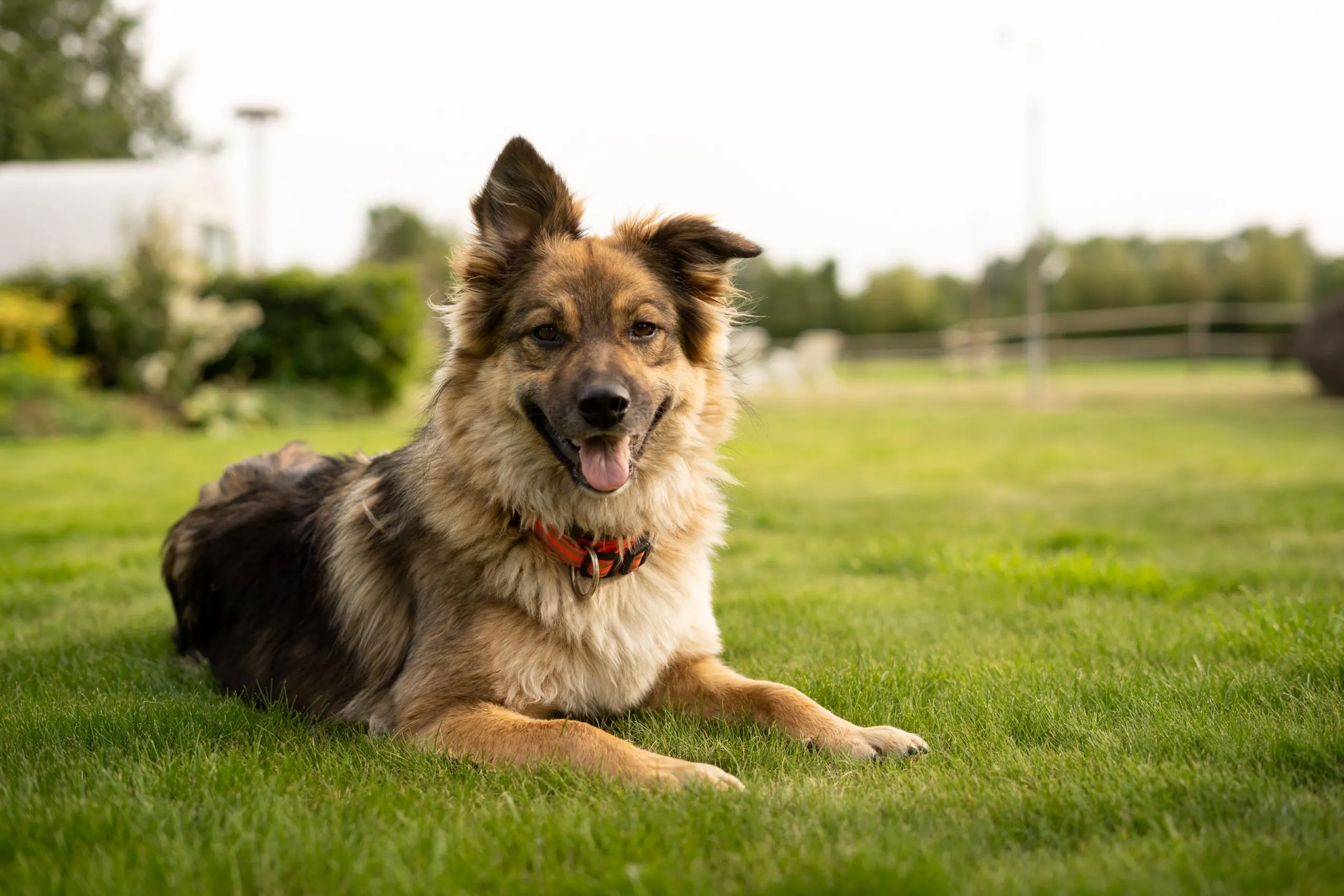 Is mulch safe for dogs