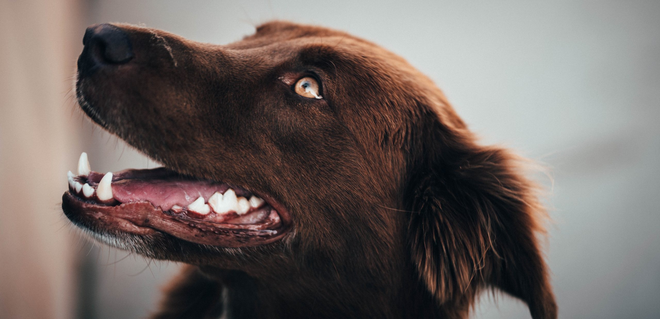 How to clean dog teeth without brushing?