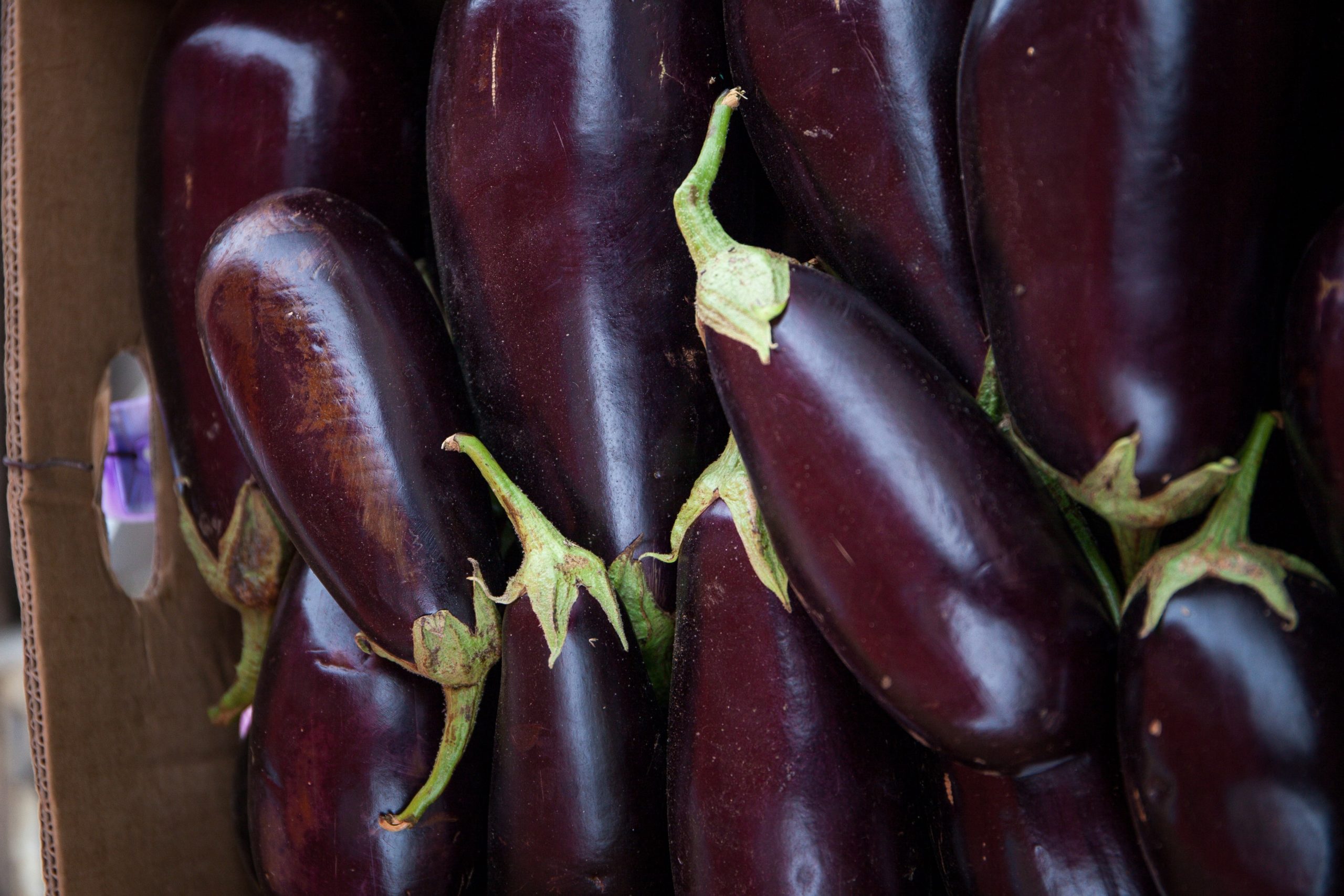 Can dogs have eggplant? How safe is it really?