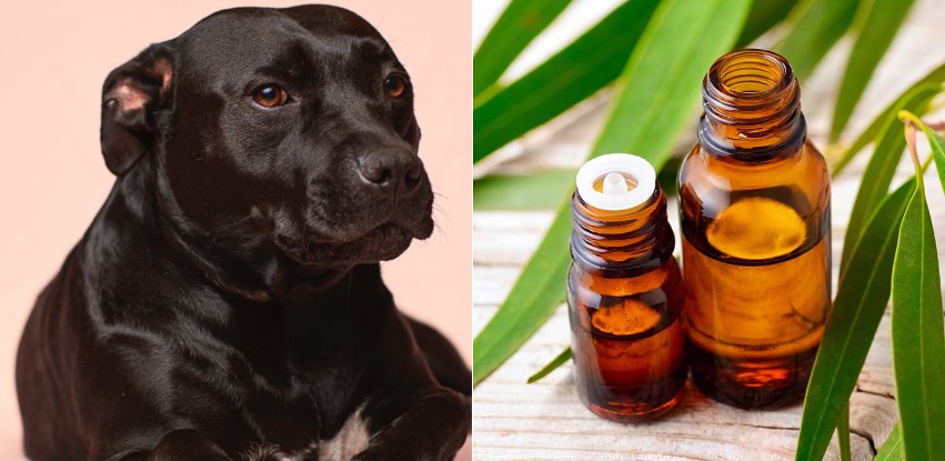 Is eucalyptus oil safe for dogs?