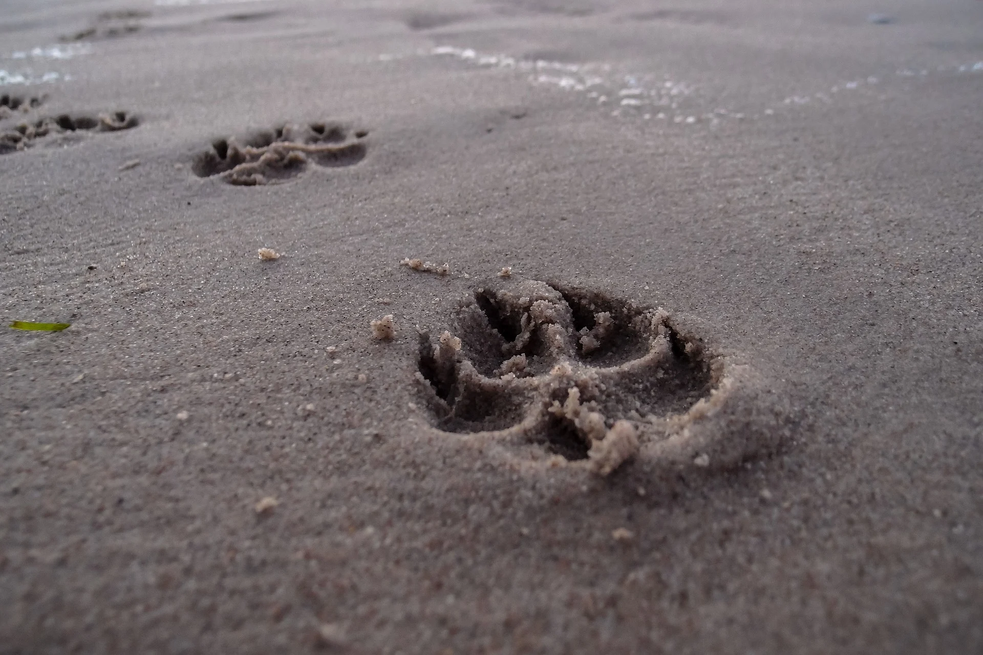 Footprints - What to get someone whose dog died