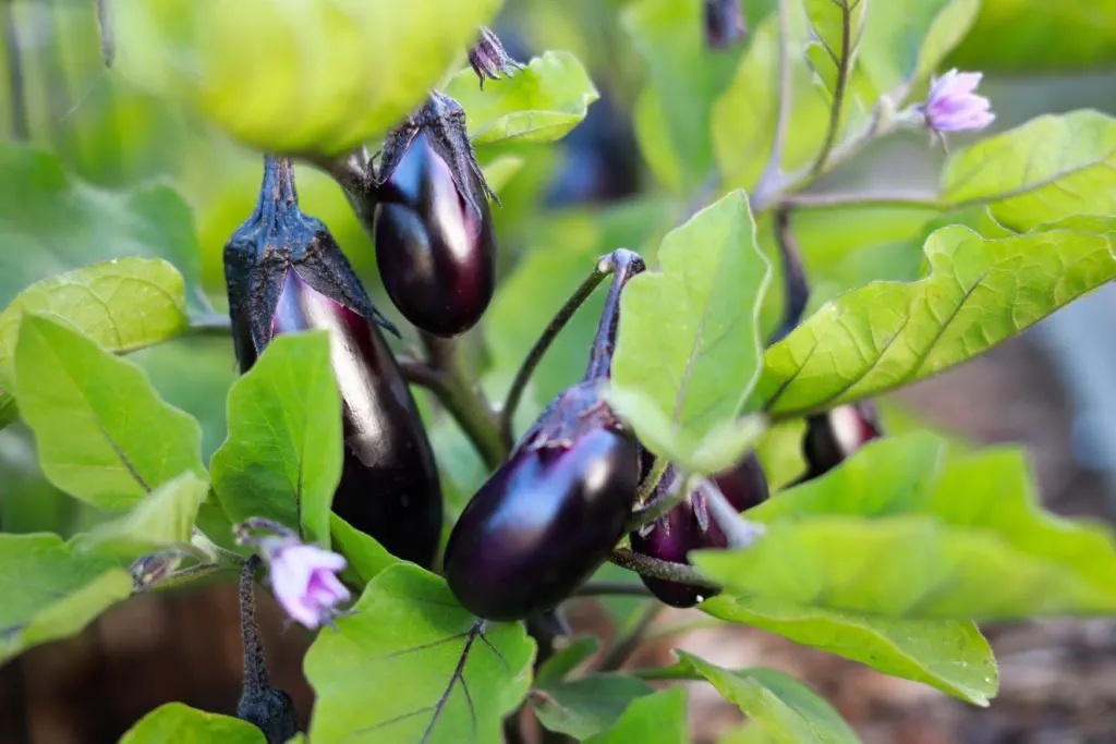 can dogs have eggplant