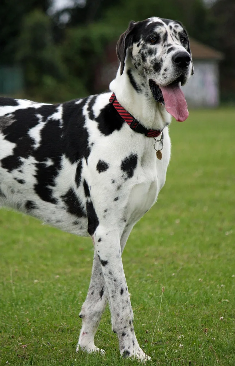 harlequin great dane