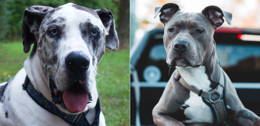 great dane pitbull mix