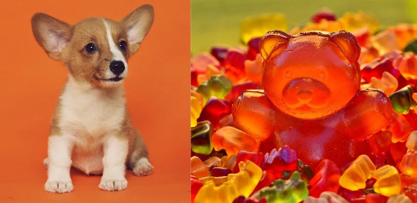 are-gummy-bears-bad-for-dogs