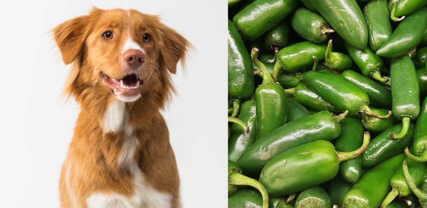 Can dogs have jalapenos: Here’s the truth