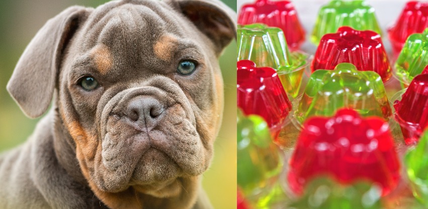 Can dogs have jello: Safe or toxic?