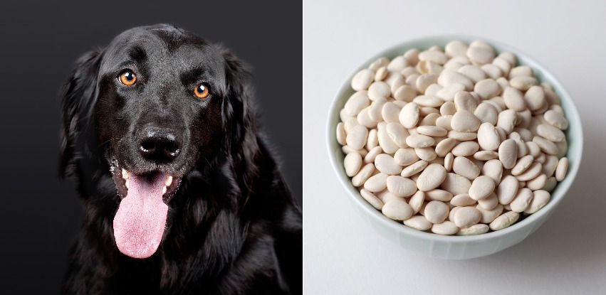 Can dogs have lima beans?