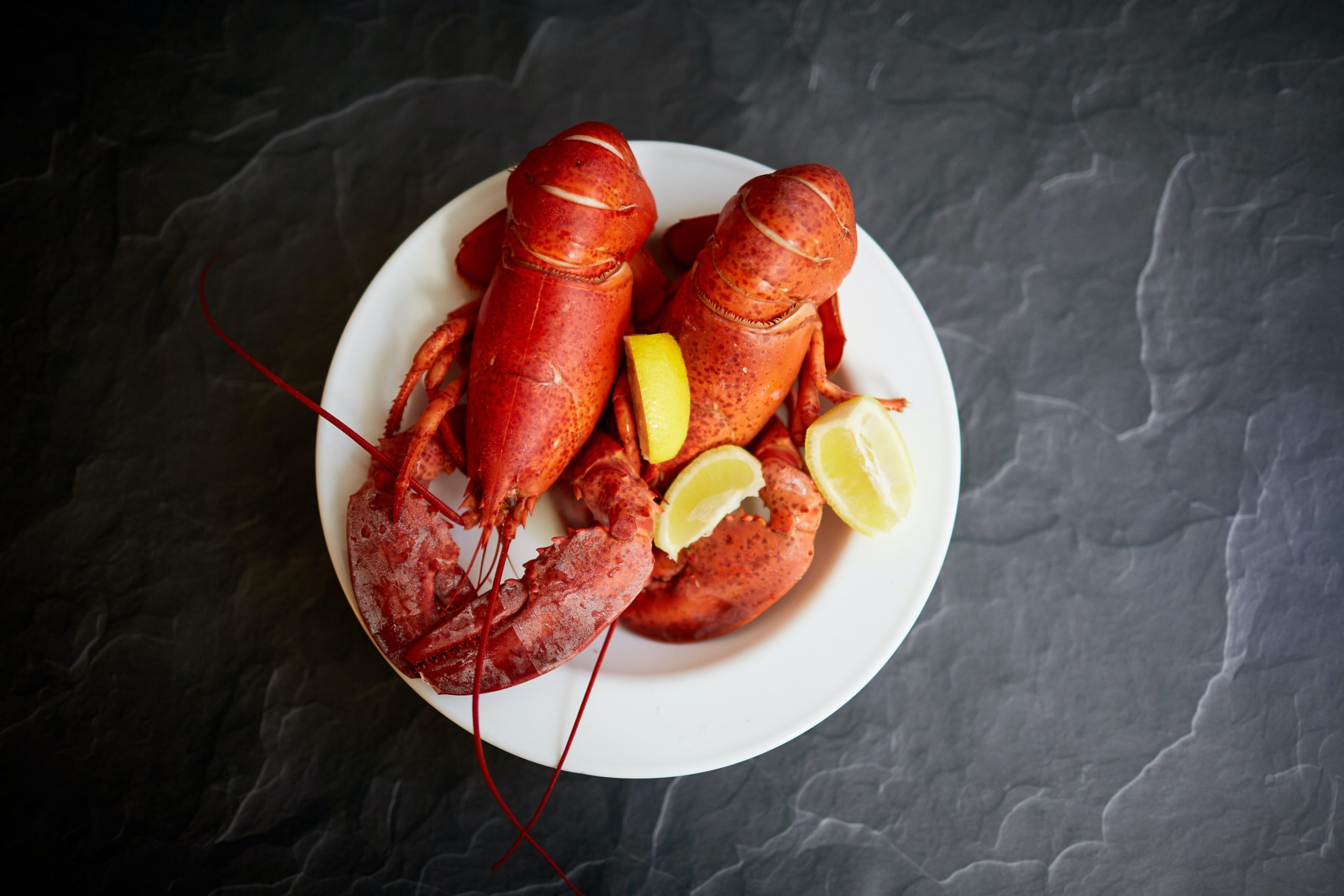 Can dogs have lobster? Is it really safe?