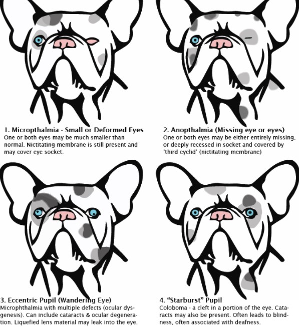 merle french bulldog wandering eye illustration