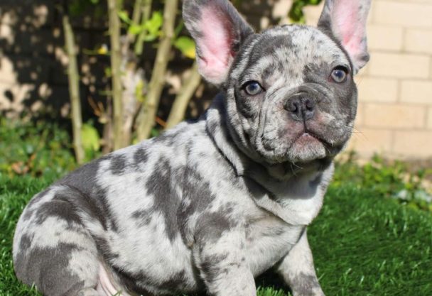 merle-french-bulldog-the-unusual-frenchie-with-pictures