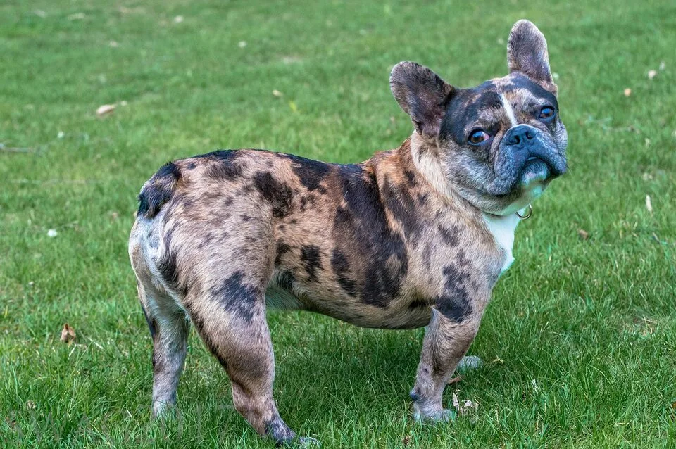 merle french bulldog on grass