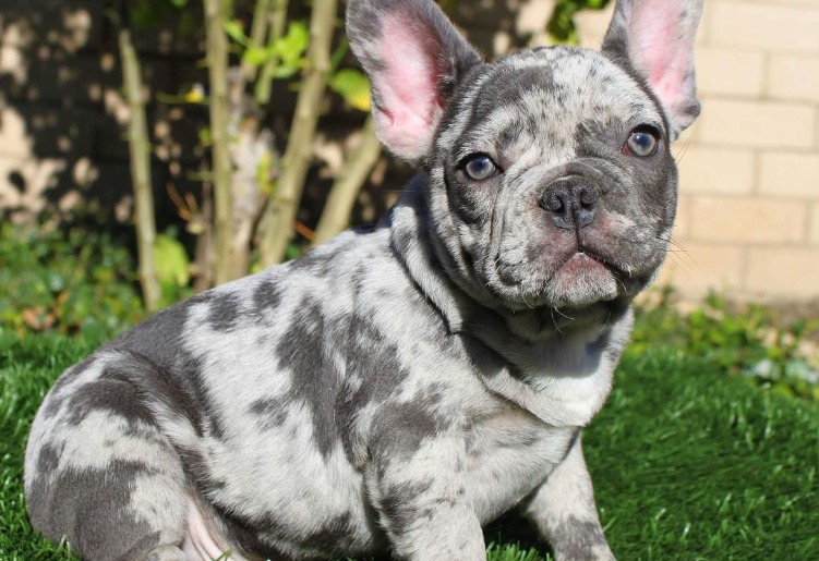 Merle French Bulldog: The unusual Frenchie
