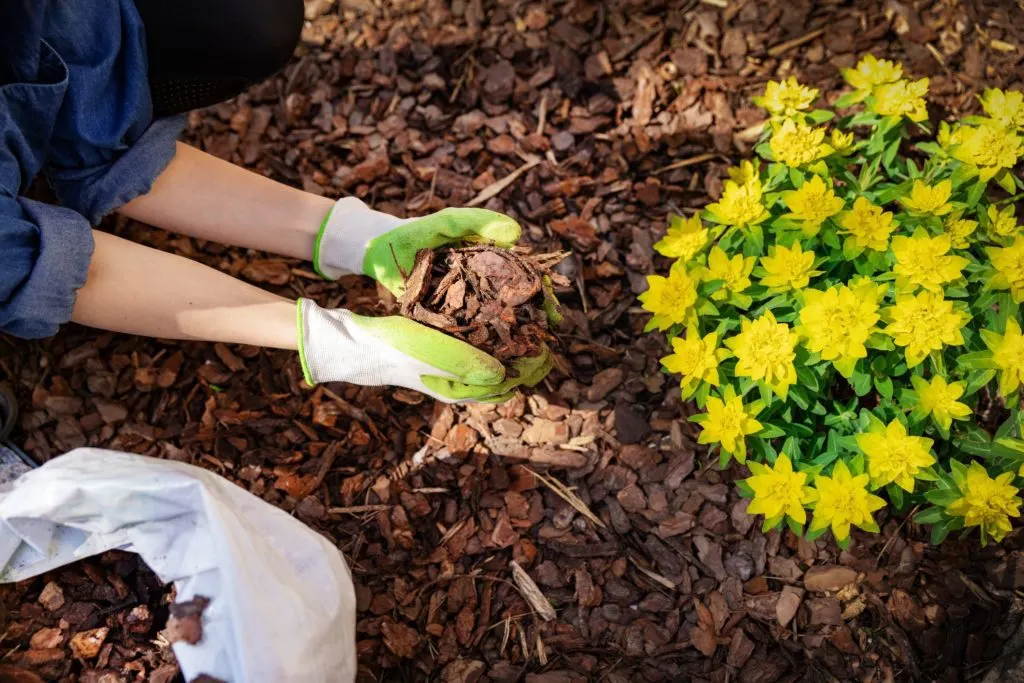 is mulch safe for dogs