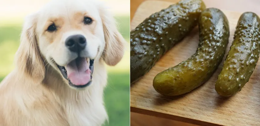 are pickles safe for a dog to eat