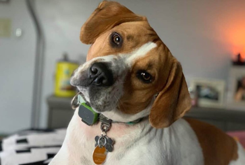 pitbull beagle mix