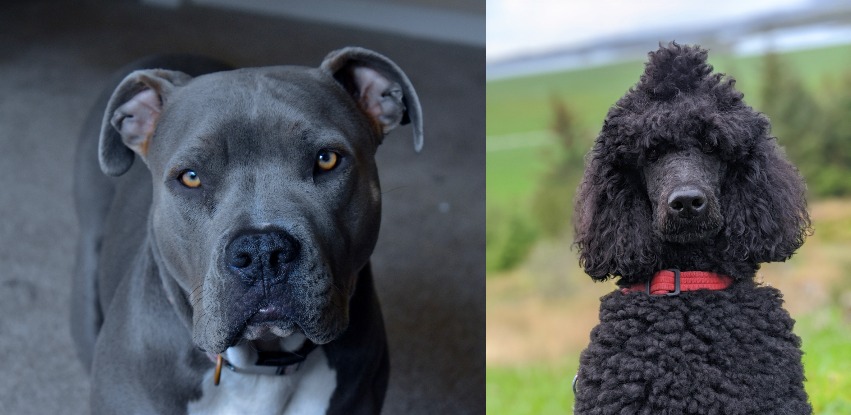 Pitbull Poodle Mix: Can’t get weirder than this