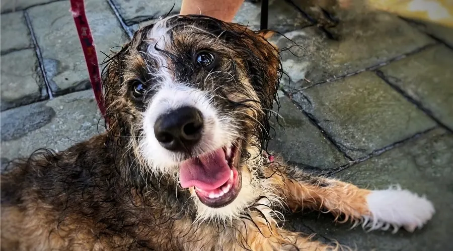 beagle Poodle mix