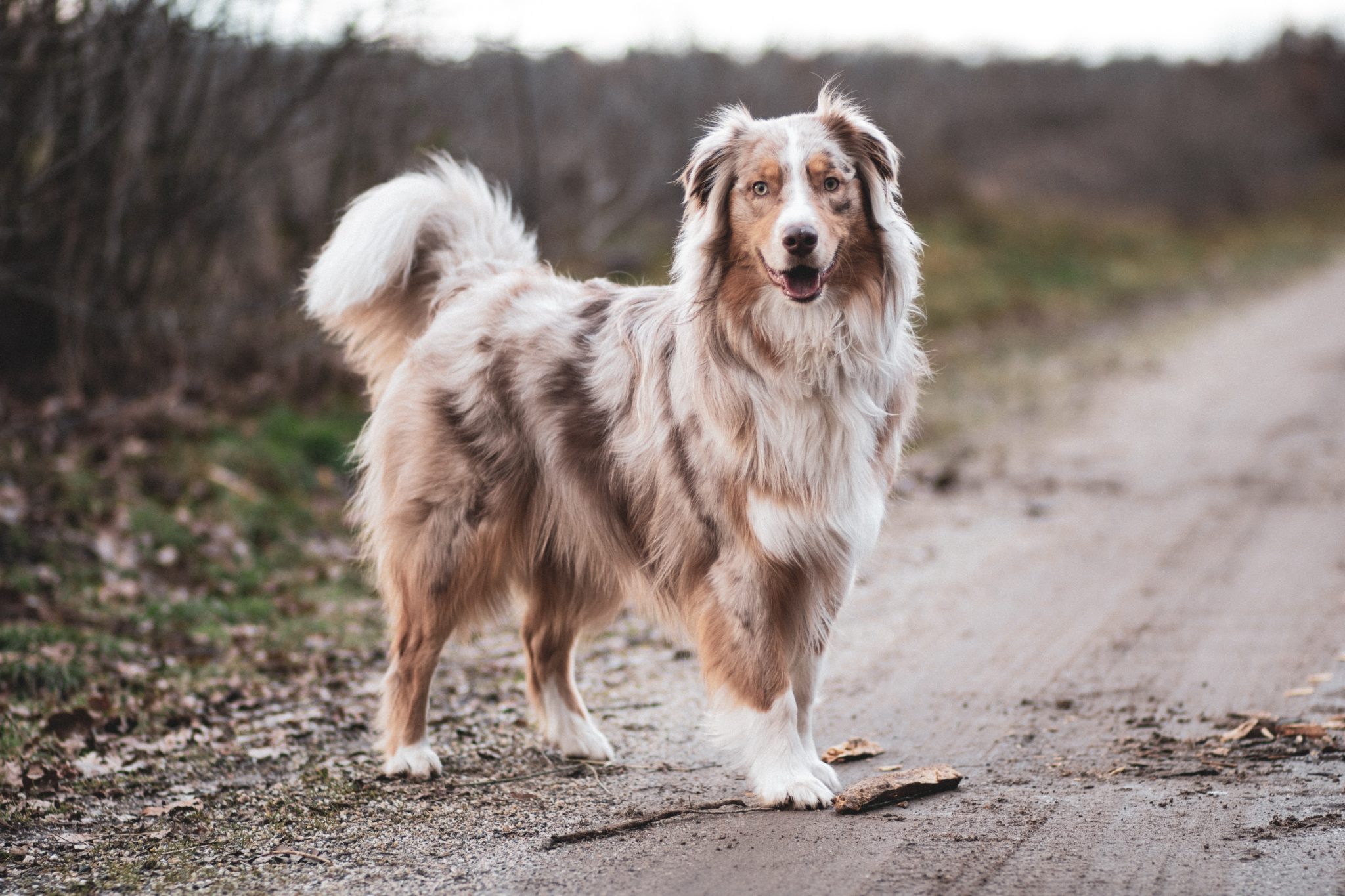 Red Merle Australian Shepherd All the differences