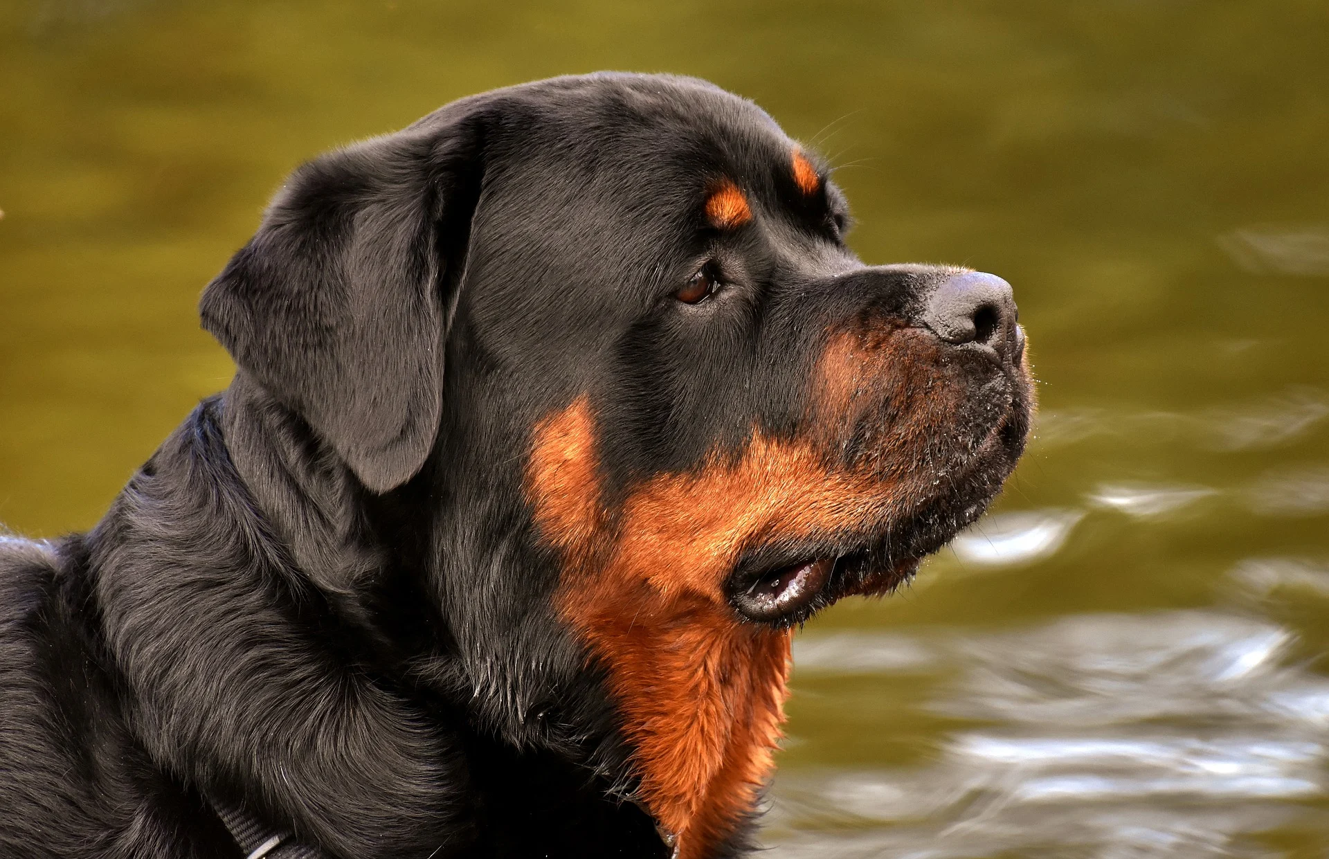 are all rottweilers german