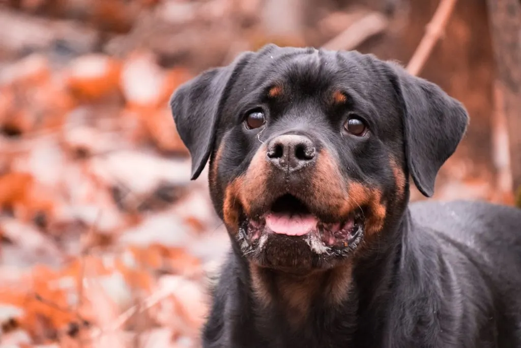 female rottweiler