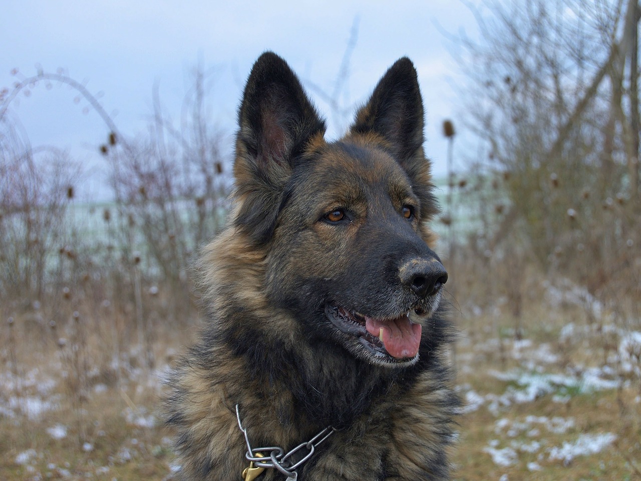 Sable German Shepherd: How different are they?