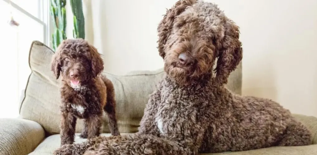 German Shepherd Poodle Mix