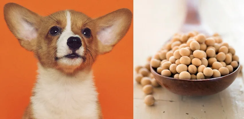 can dogs eat soybeans