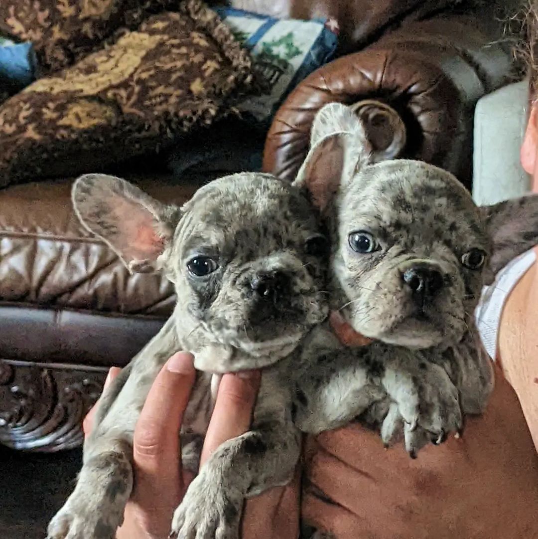 two merle french bulldogs