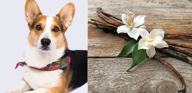 Can dogs have vanilla? Here's the truth