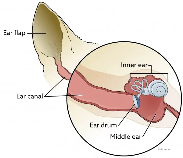 how to feed a dog with vestibular disease