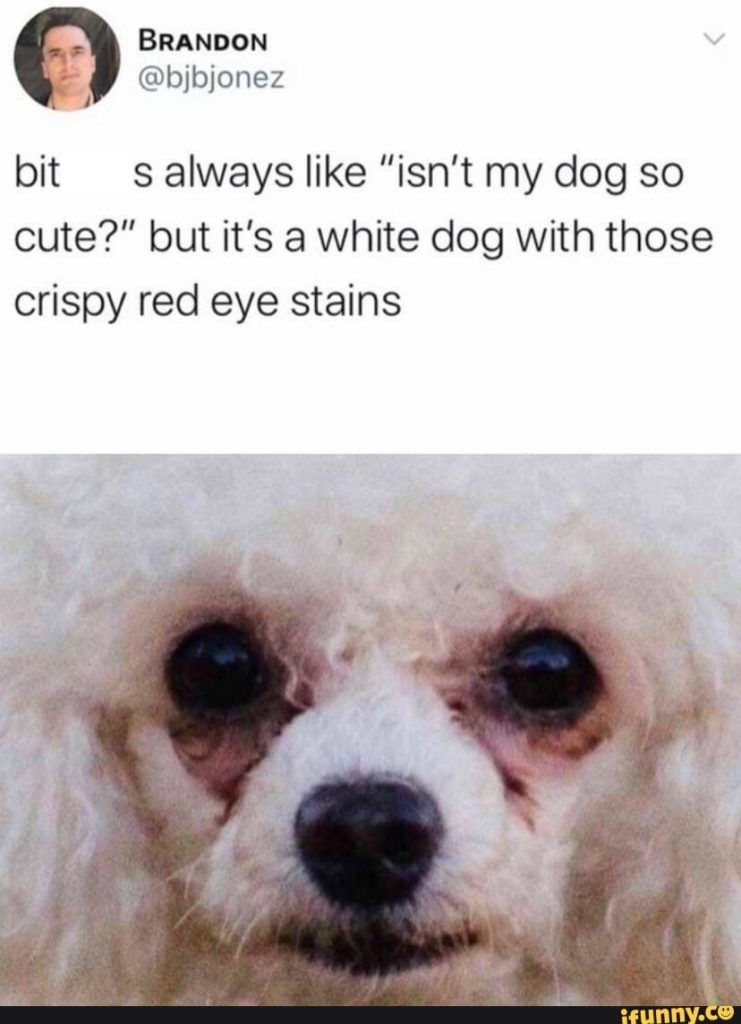 dog with tear stains meme