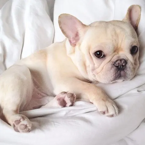 cream french bulldog