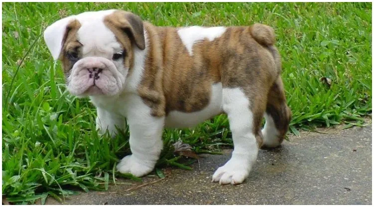 A dog standing in the grass