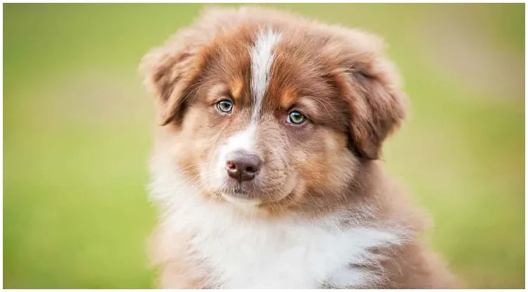 An adorable Australian German Shepherd with bright blue eyes