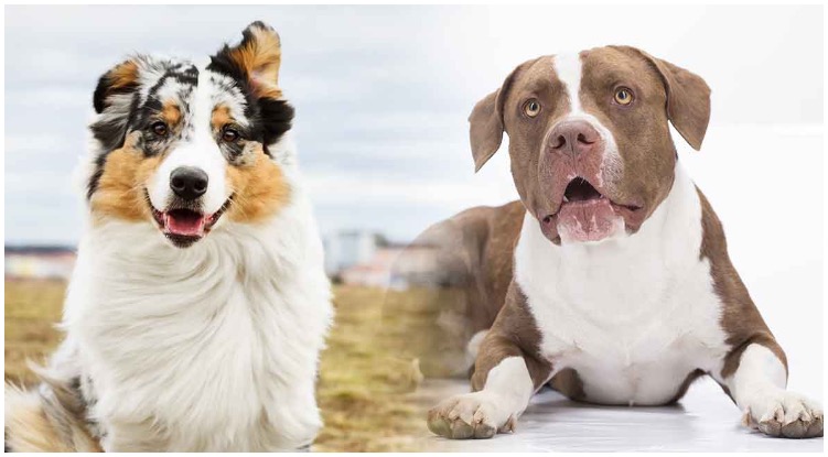 The Australian Shepherd Pitbull Mix is a crossbreed between two dog breeds