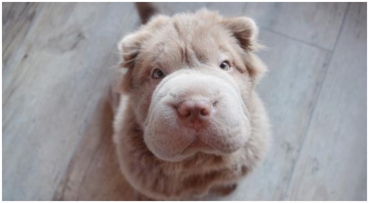 The Bear Coat Shar Pei might be the most unique dog breed that’s out there