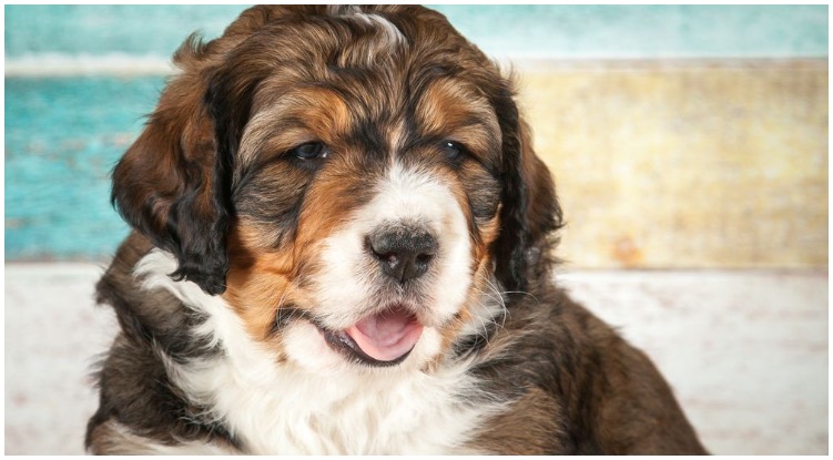 Bernese Mountain Dog Poodle Mix Breed Dogs have a moderate risk of weight gain. 