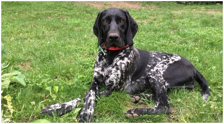 A Black German Shorthaired Pointer relaxing on a grass field