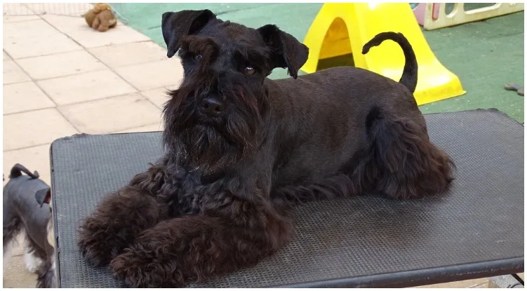 The Black Miniature Schnauzer enjoying being in his garden