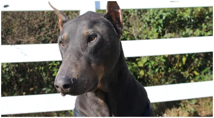 A handsome blue Doberman looking at the camera