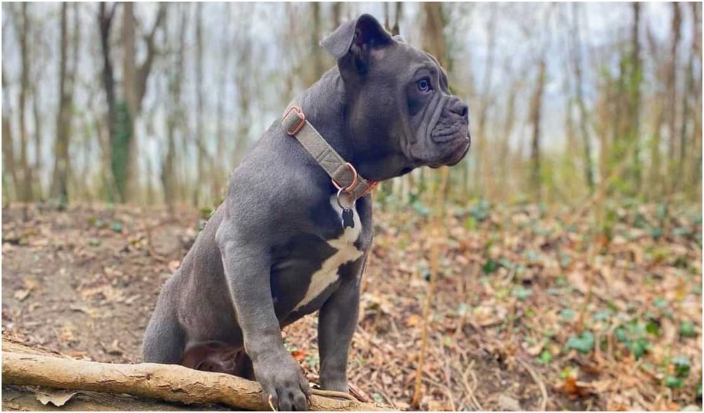 A blue coated dog in nature posing on wood