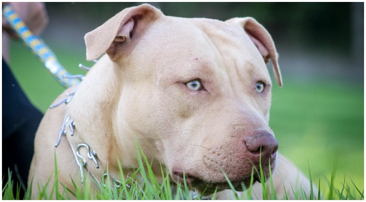 Blue Fawn Pitbull: How Rare Are They?