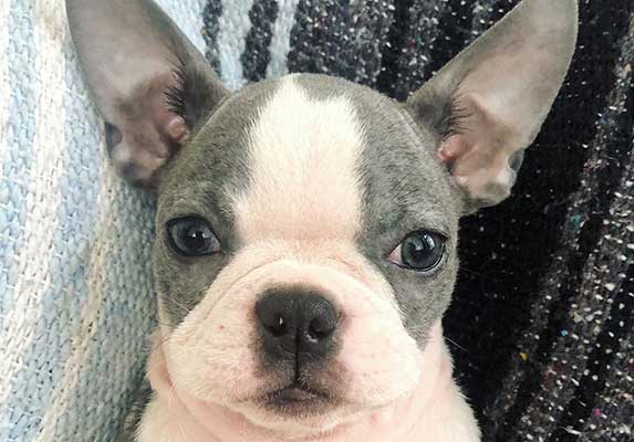 Blue Boston Terrier: How rare are they?