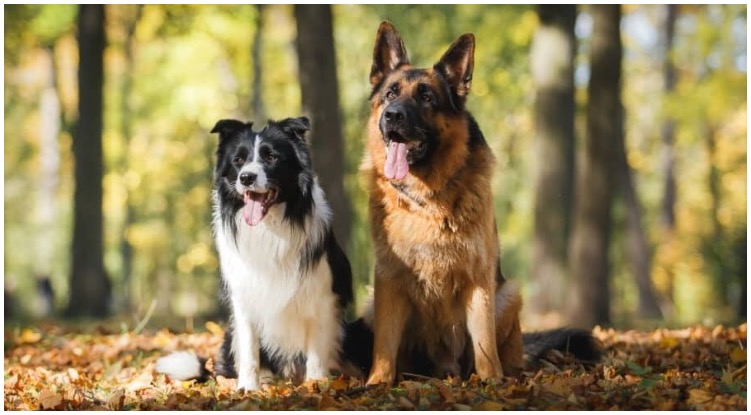 The Border Collie German Shepherd Mix is a crossbreed between two amazing parent breeds