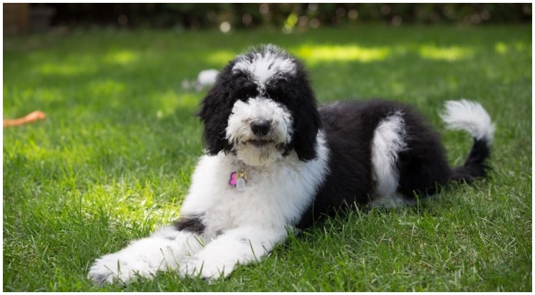 An absolutely adorable Bordoodle sitting on the grass