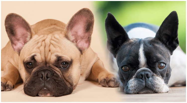 Two incredibly similar dog breeds: The Boston Terrier vs French Bulldog