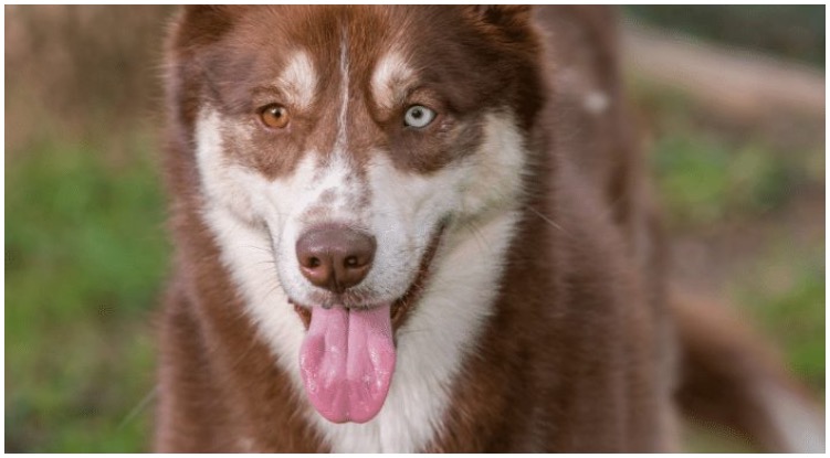 The brown Husky is a rate and beautiful variation of the husky dog