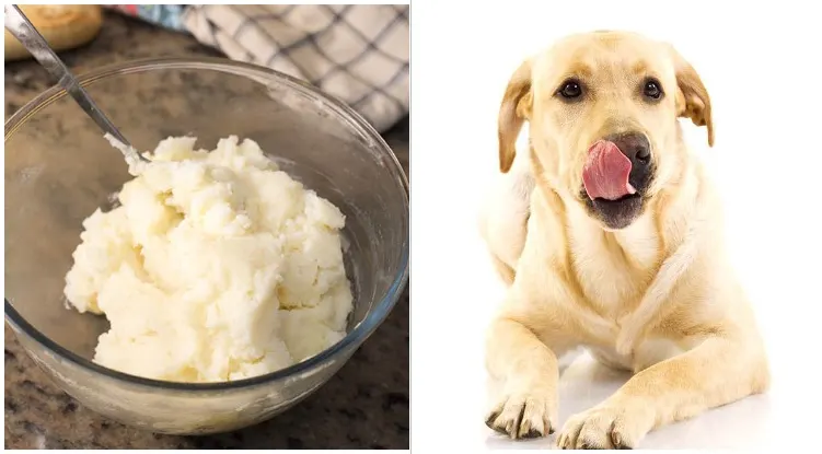 Worried dog owner wondering Can Dogs Eat Mashed Potatoes