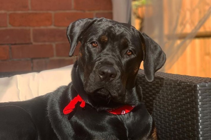 Cane Corso Rottweiler Mix and other crossbreeds